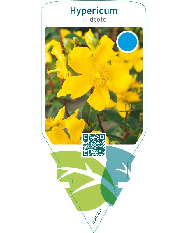 Hypericum ‘Hidcote’