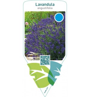 Lavandula angustifolia (lavender)