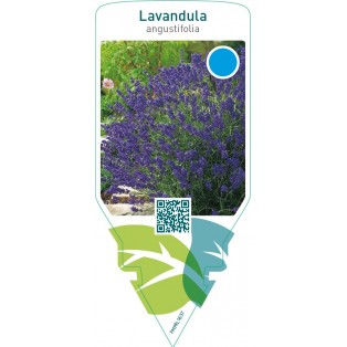 Lavandula angustifolia (lavender)