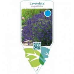 Lavandula angustifolia (lavender)