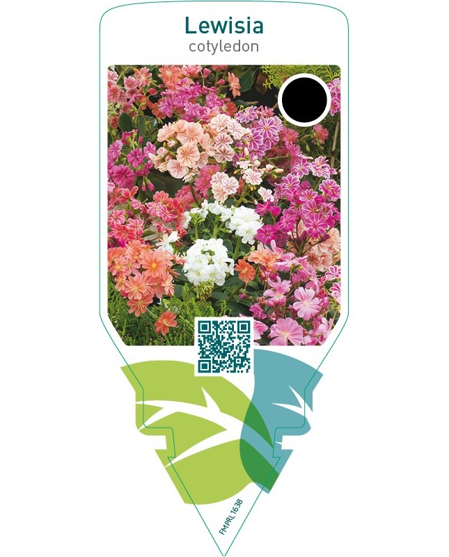 Lewisia cotyledon