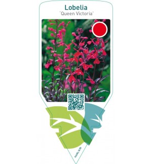 Lobelia fulgens ‘Queen Victoria’