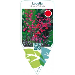 Lobelia fulgens ‘Queen Victoria’
