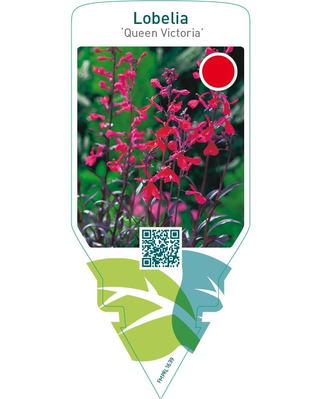 Lobelia fulgens ‘Queen Victoria’
