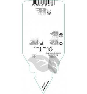 Etiquetas de Lobelia fulgens ‘Queen Victoria’ *