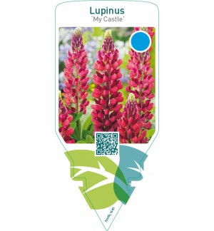 Lupinus ‘My Castle’
