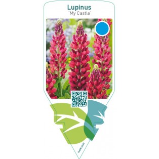 Lupinus ‘My Castle’