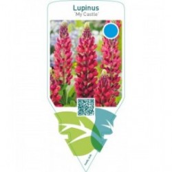 Lupinus ‘My Castle’