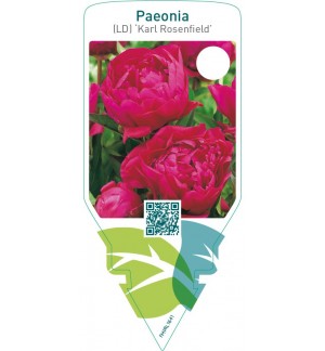 Paeonia (LD) ‘Karl Rosenfield’
