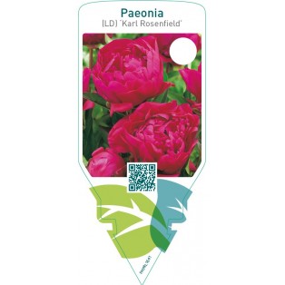 Paeonia (LD) ‘Karl Rosenfield’