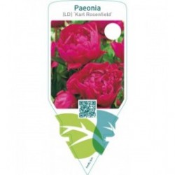 Paeonia (LD) ‘Karl Rosenfield’