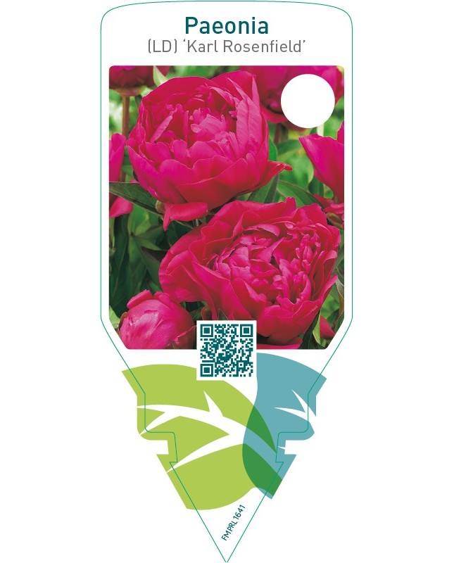 Paeonia (LD) ‘Karl Rosenfield’
