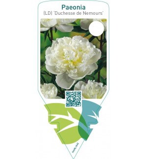 Paeonia (LD) ‘Duchesse de Nemours’