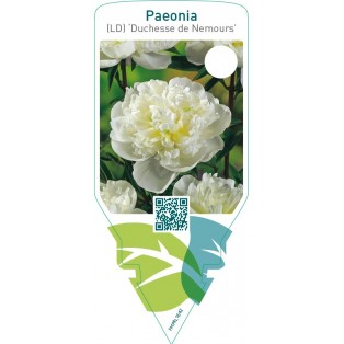 Paeonia (LD) ‘Duchesse de Nemours’