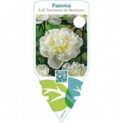Paeonia (LD) ‘Duchesse de Nemours’