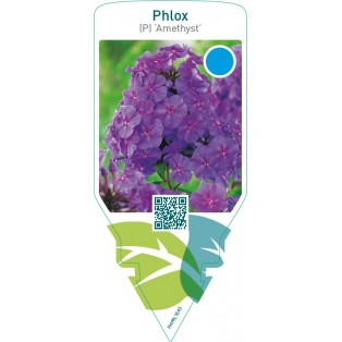 Phlox (P) ‘Amethyst’