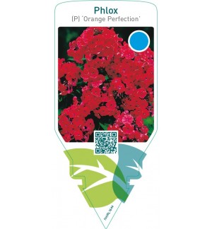 Phlox (P) ‘Orange Perfection’