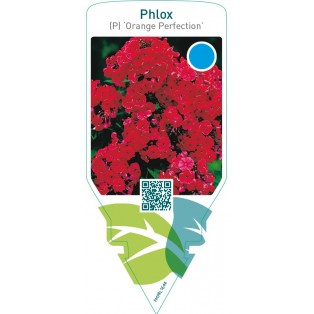 Phlox (P) ‘Orange Perfection’