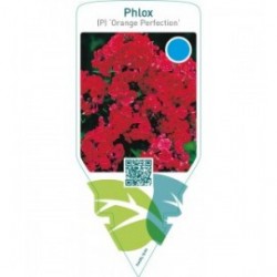 Phlox (P) ‘Orange Perfection’