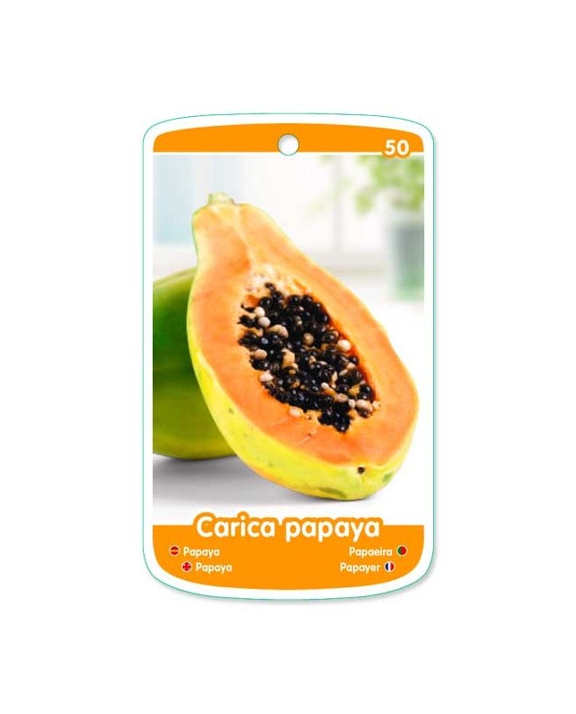 Papaya