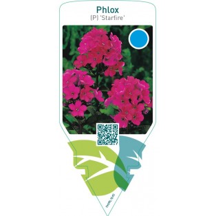 Phlox (P) ‘Starfire’