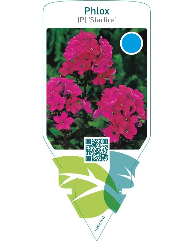 Phlox (P) ‘Starfire’