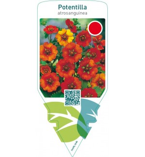 Potentilla atrosanguinea