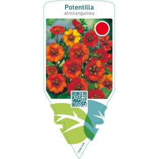 Potentilla atrosanguinea