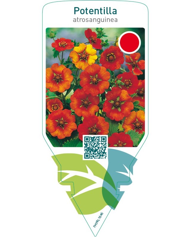 Potentilla atrosanguinea