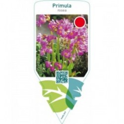 Primula rosea
