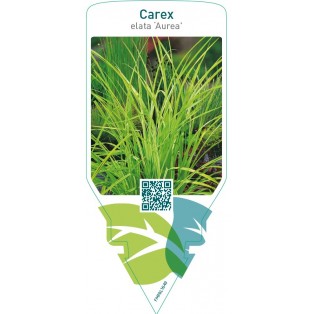 Carex elata ‘Aurea’