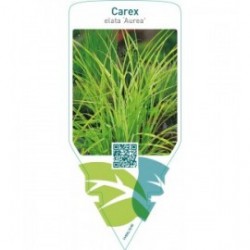 Carex elata ‘Aurea’