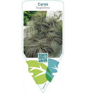 Carex flagellifera