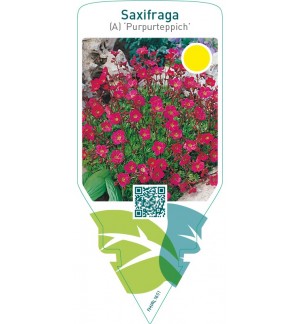Saxifraga (A) ‘Purpurteppich’