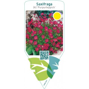Saxifraga (A) ‘Purpurteppich’