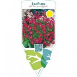 Saxifraga (A) ‘Purpurteppich’