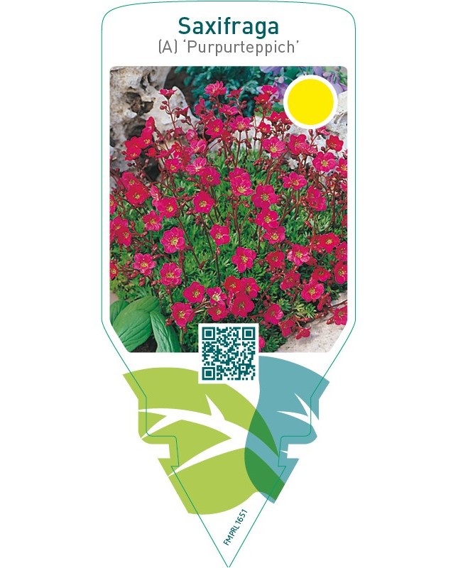 Saxifraga (A) ‘Purpurteppich’