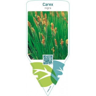 Carex nigra