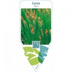 Carex nigra