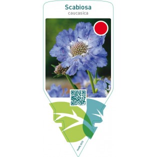 Scabiosa caucasica