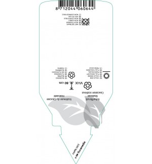 Etichette di Scabiosa caucasica *
