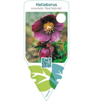 Helleborus orientalis ‘Red Hybrids’