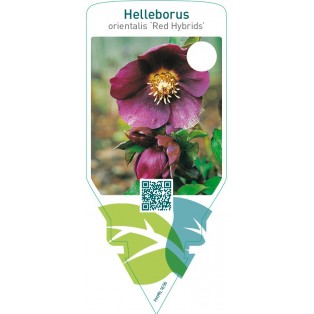 Helleborus orientalis ‘Red Hybrids’