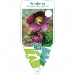 Helleborus orientalis ‘Red Hybrids’