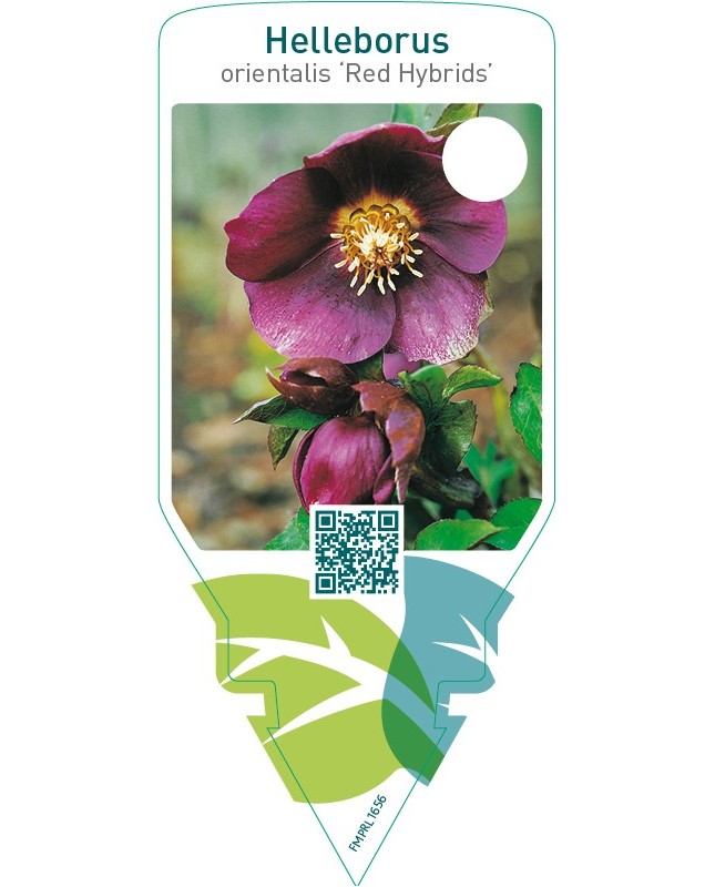 Helleborus orientalis ‘Red Hybrids’