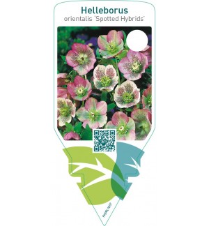 Helleborus orientalis ‘Spotted Hybrids’