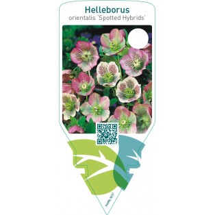 Helleborus orientalis ‘Spotted Hybrids’