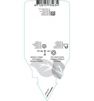 Etichette di Helleborus orientalis ‘Spotted Hybrids’ *