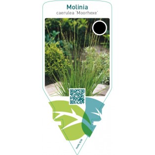 Molinia caerulea ‘Moorhexe’