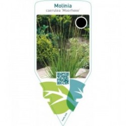 Molinia caerulea ‘Moorhexe’